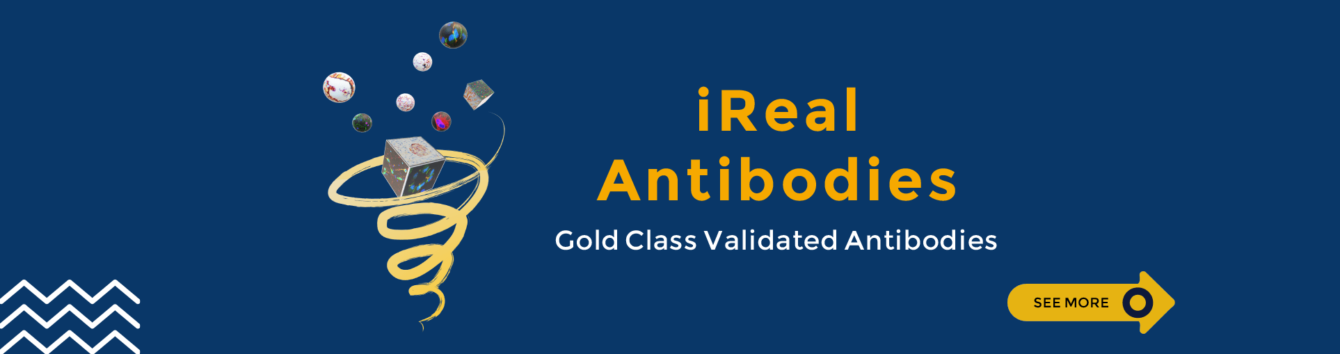iRealBio antibodis Gold Class Validated Antibodies