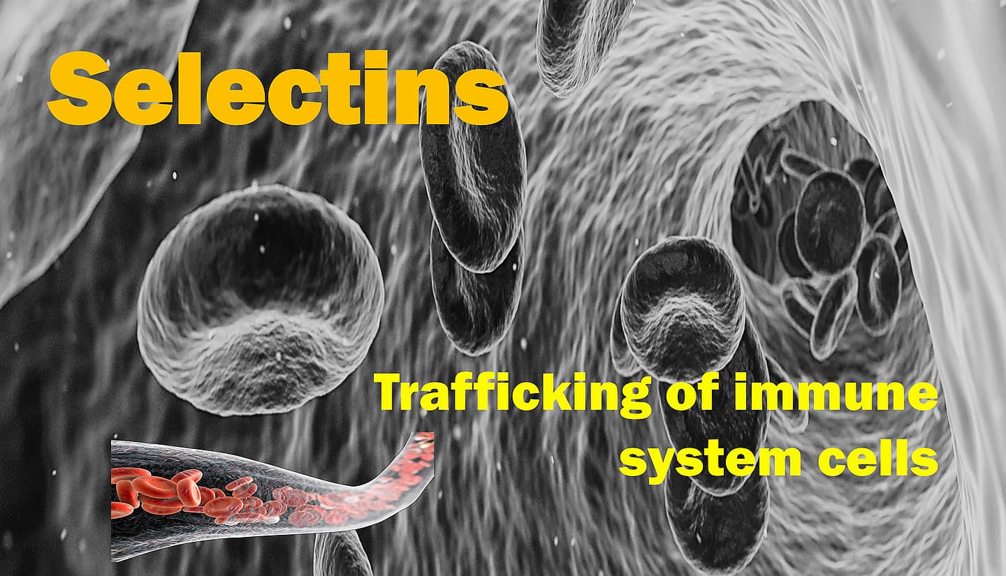 Selectins Trafficking of immune system cells