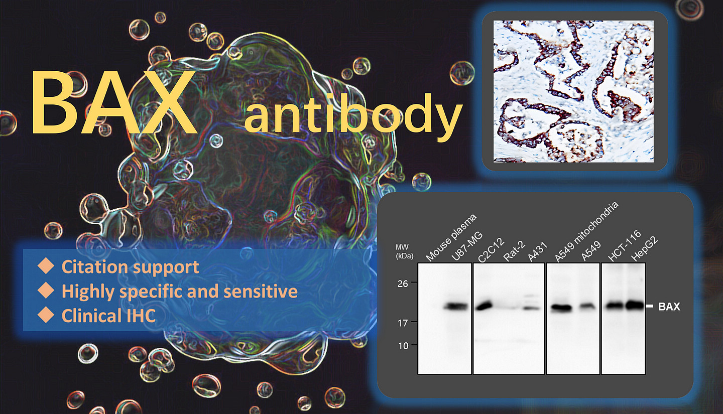 BAX antibody  (IR93-389)