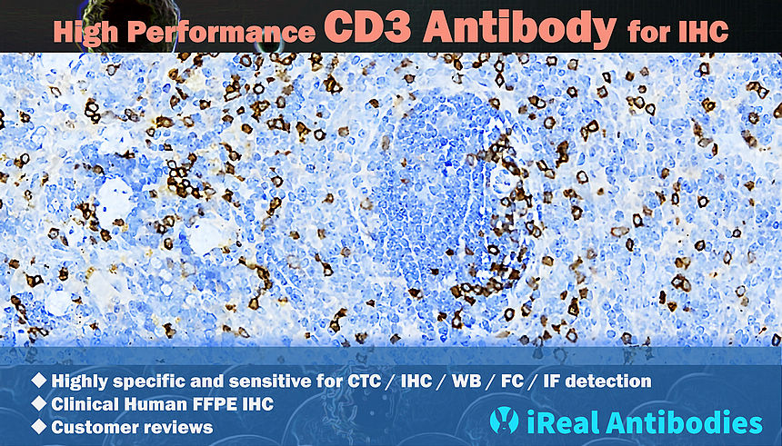 High Performance CD3 Antibody
