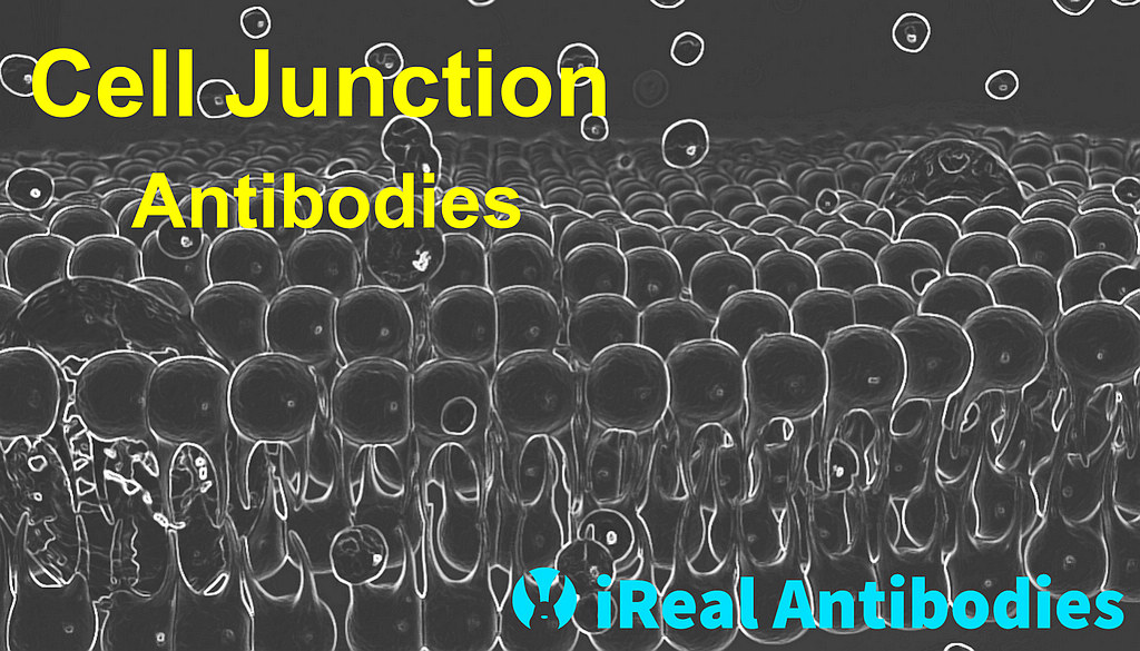 Cell Junction Antibodies
