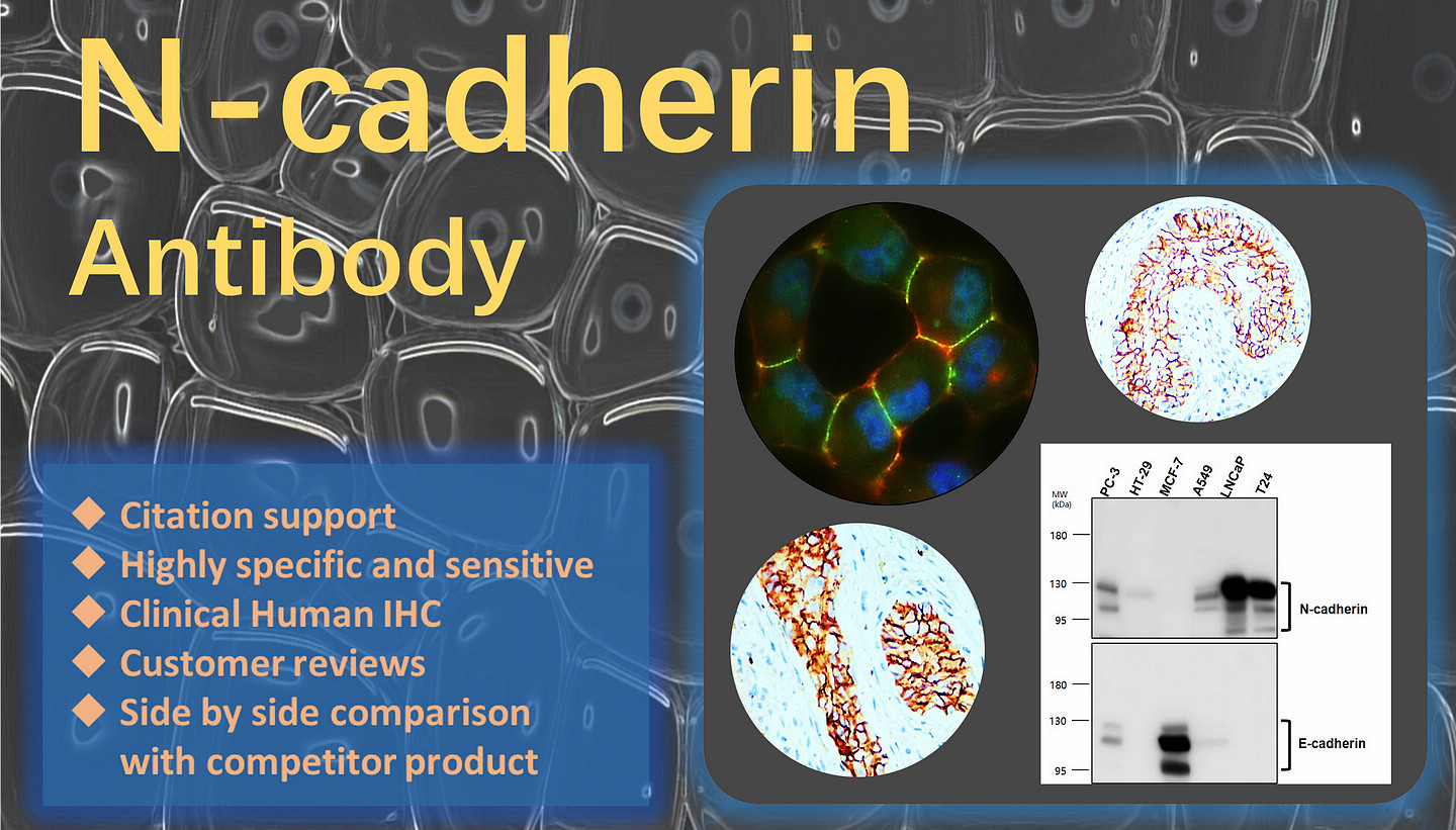 N-cadherin antibody  (IR46-143)