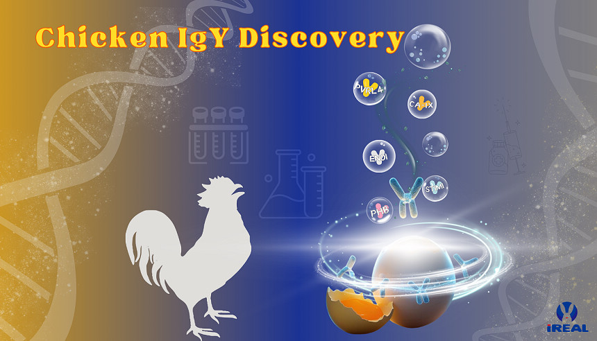 Chicken IgY Antibody Discovery Service
