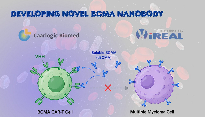 Developing novel BCMA nanobody