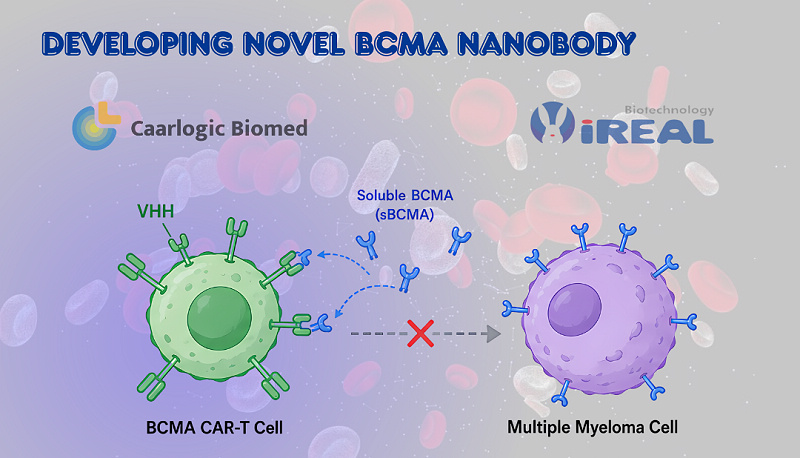 Developing novel BCMA nanobody