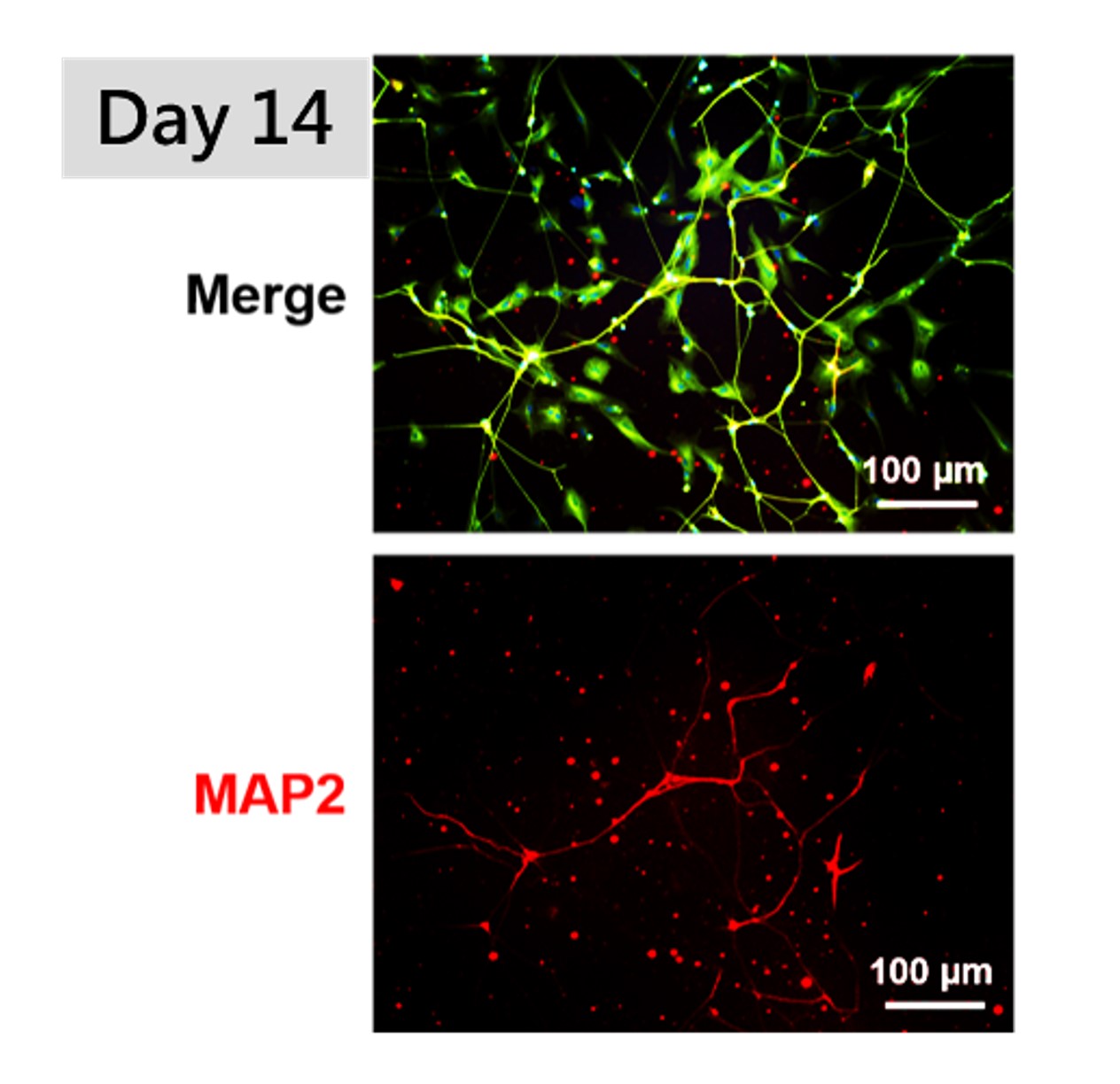 MAP2 Antibody IR12 33 IReal Biotechnology Inc 