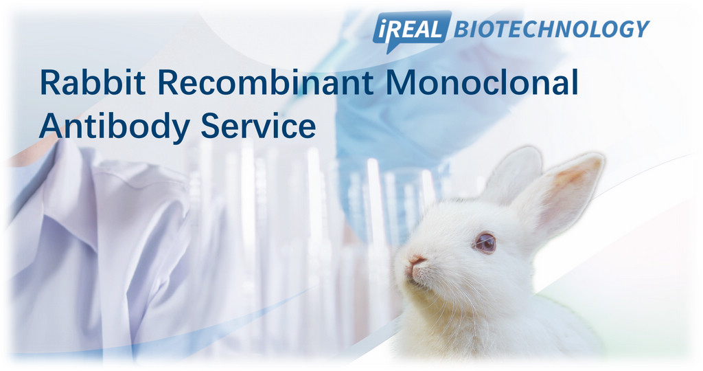 Rabbit Recombinant Monoclonal  Antibody Service