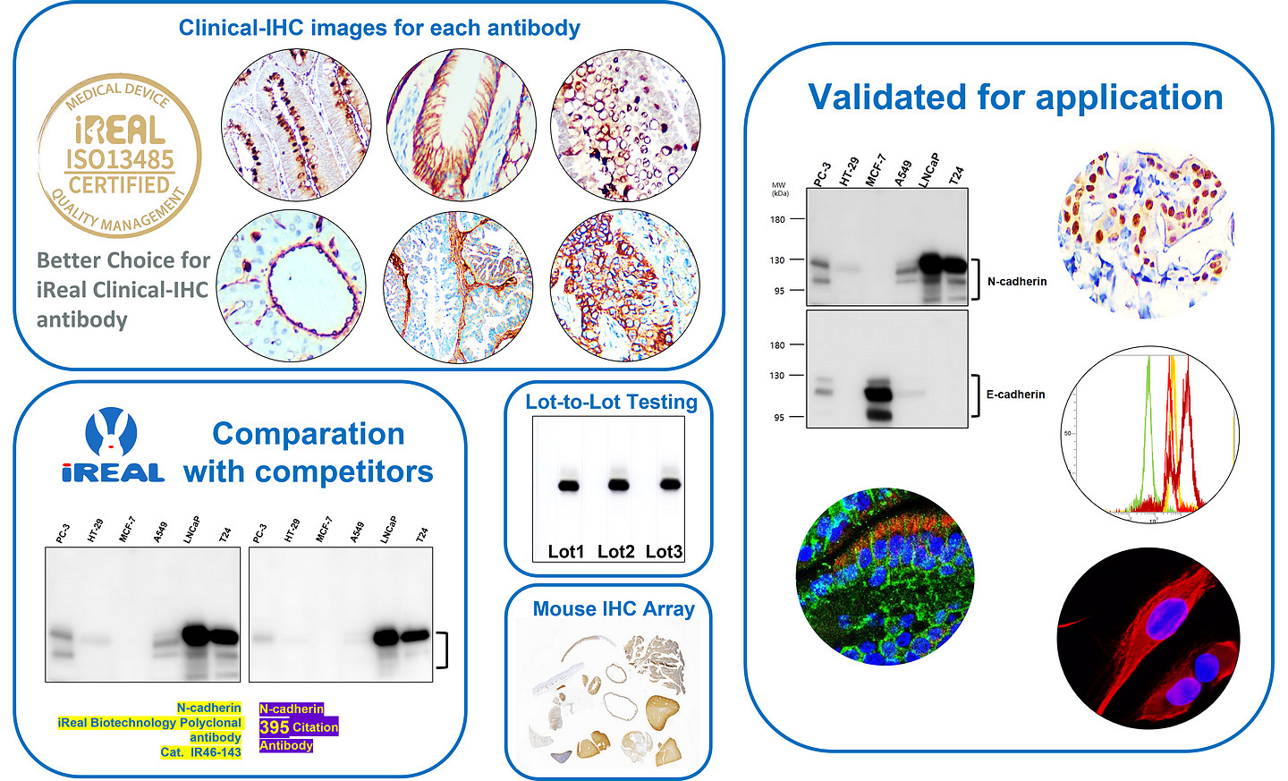 iReal Biotechnology, Inc._Scientific Validated Antibody