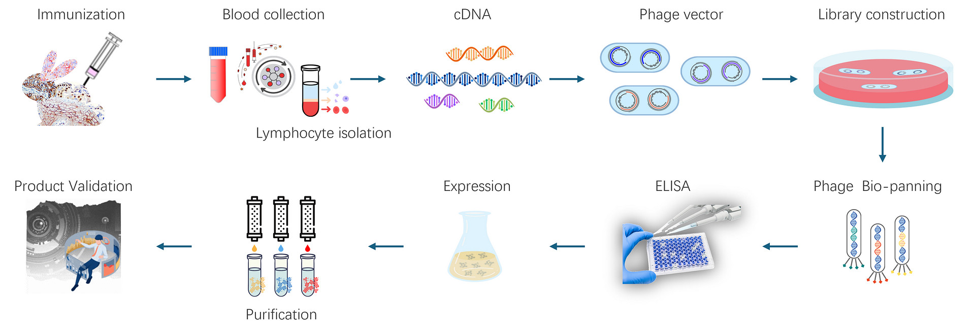 Rabbit Recombinant Monoclonal Antibody Workflow