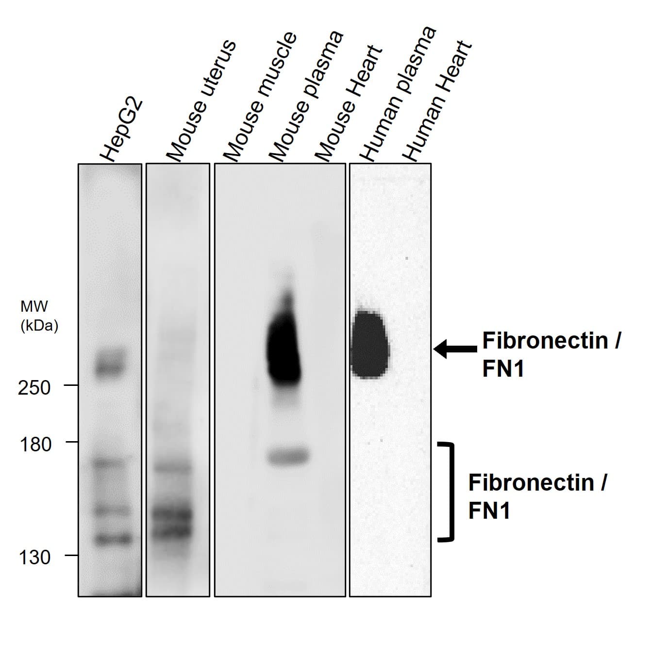 IR48-138 anti-Fibronectin antibody WB image