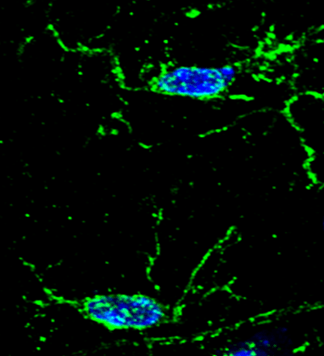 IR13-36 anti-Iba1/AIF1 antibody IHC-Fr image