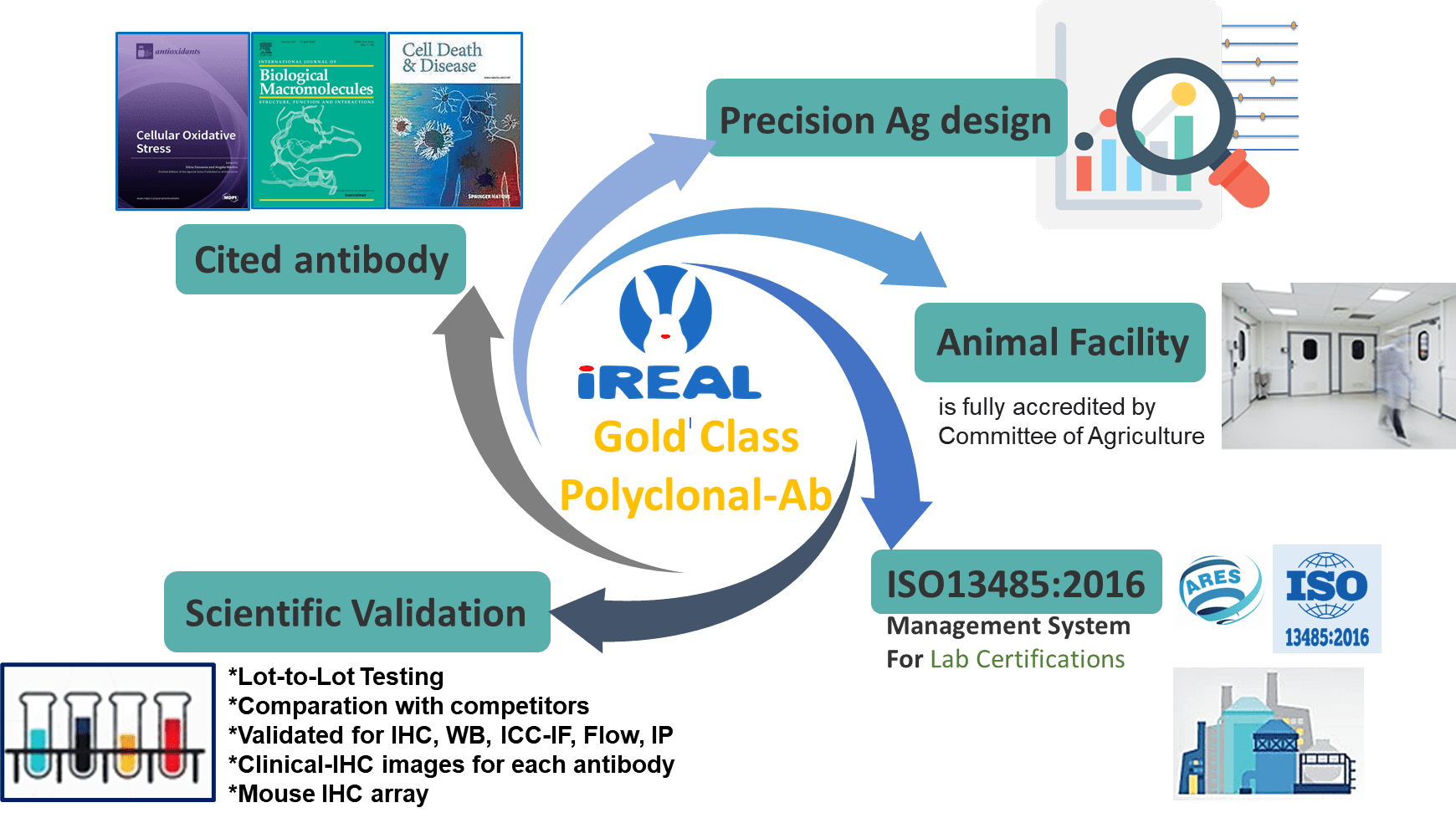 Good Practice For iReal Biotechnology, Inc. Antibody Manufacturing