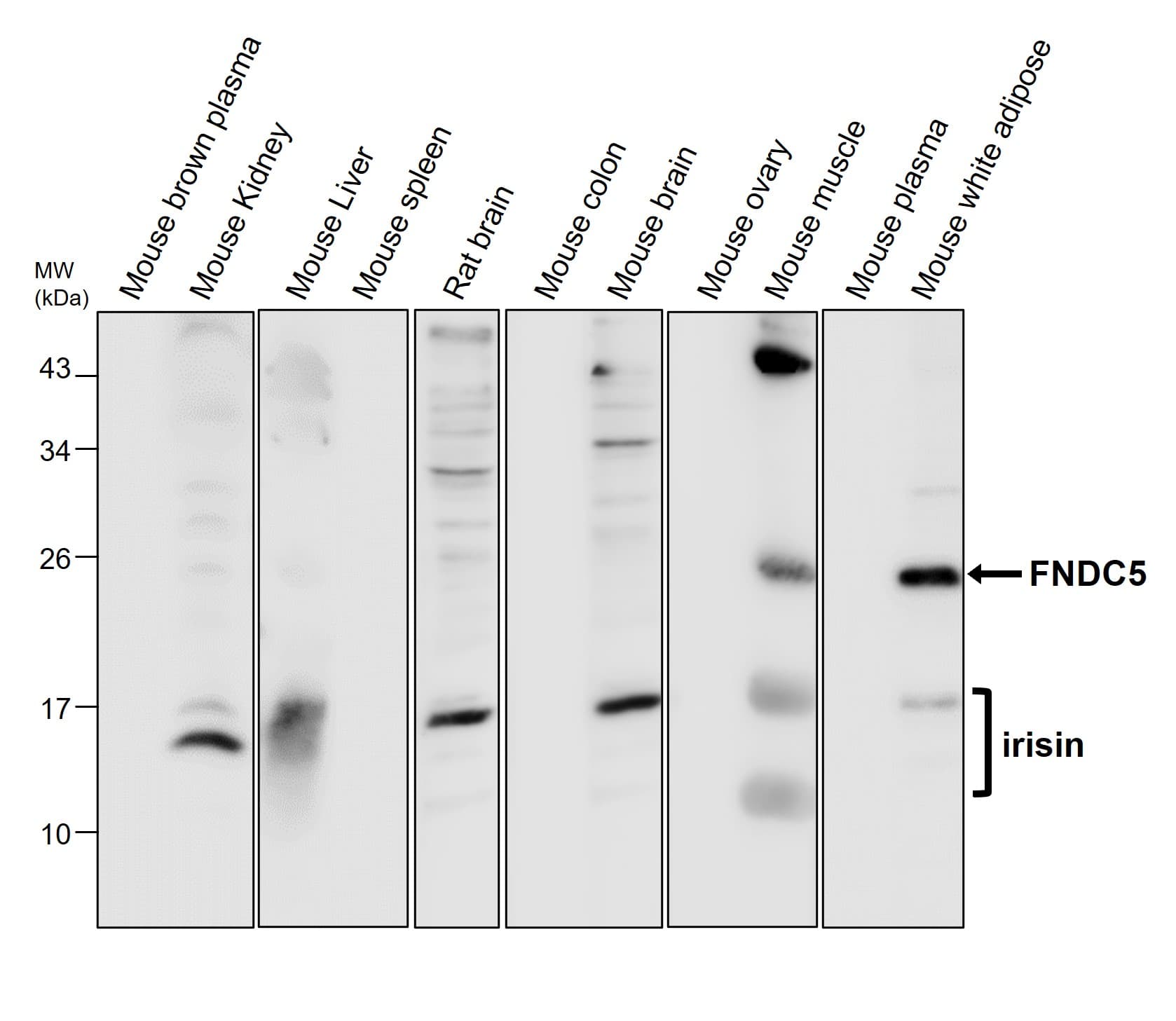 IRCP011 anti FNDC5 / irisin antibody WB image