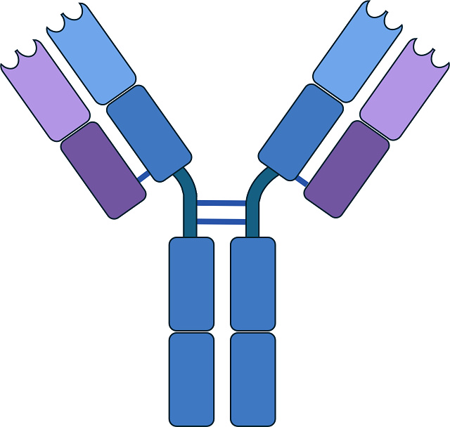 Mammalian IgG antibody structure diagram