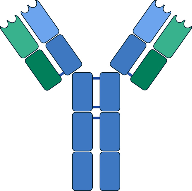 Chicken IgY antibody structure diagram