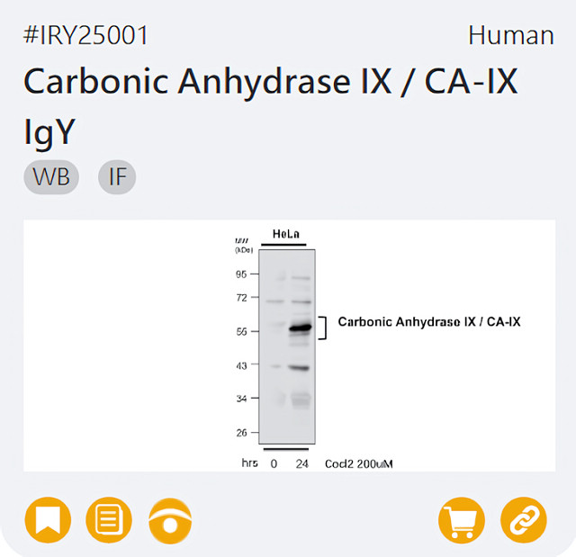 Carbonic Anhydrase IX / CA-IX IgY page link