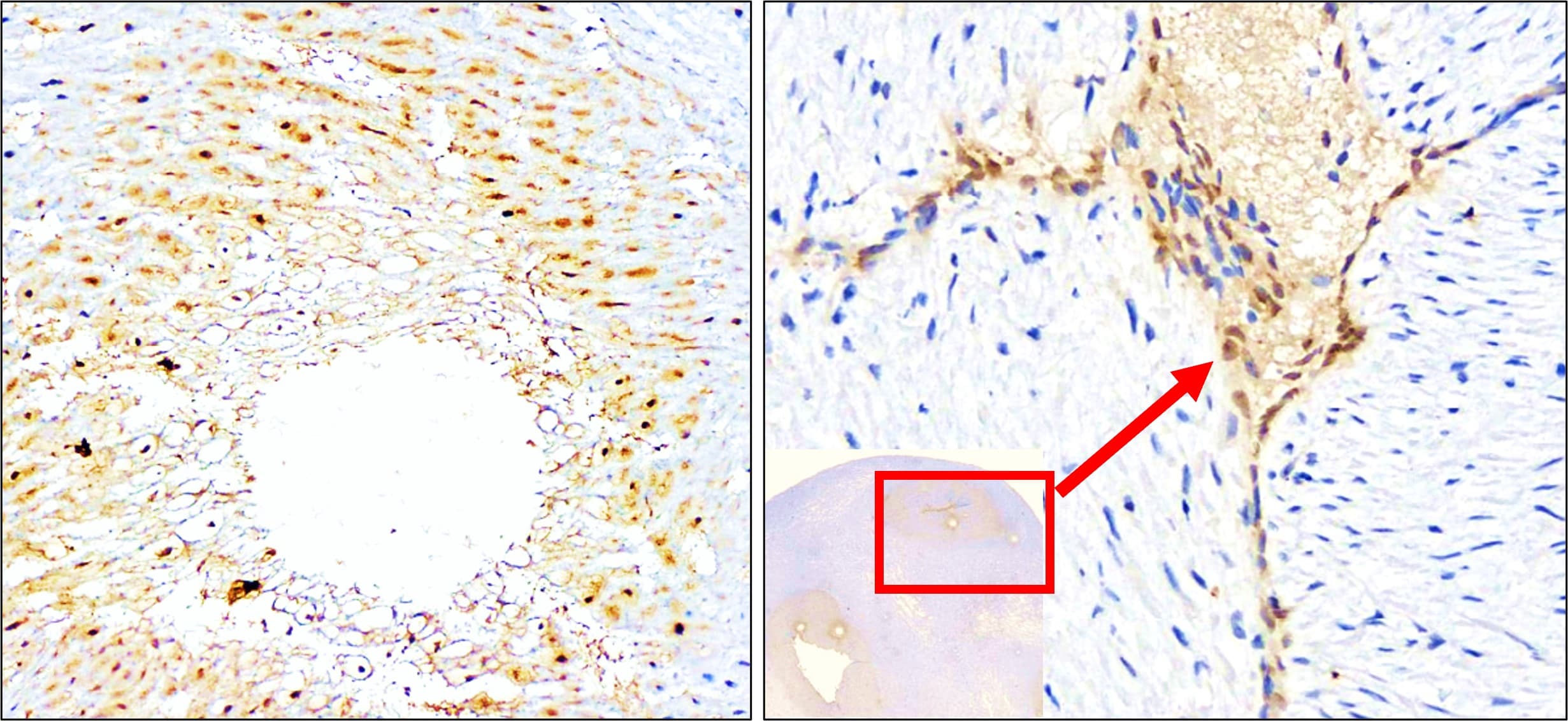 IR306-909 anti L-selectin / CD62L antibody WB image
