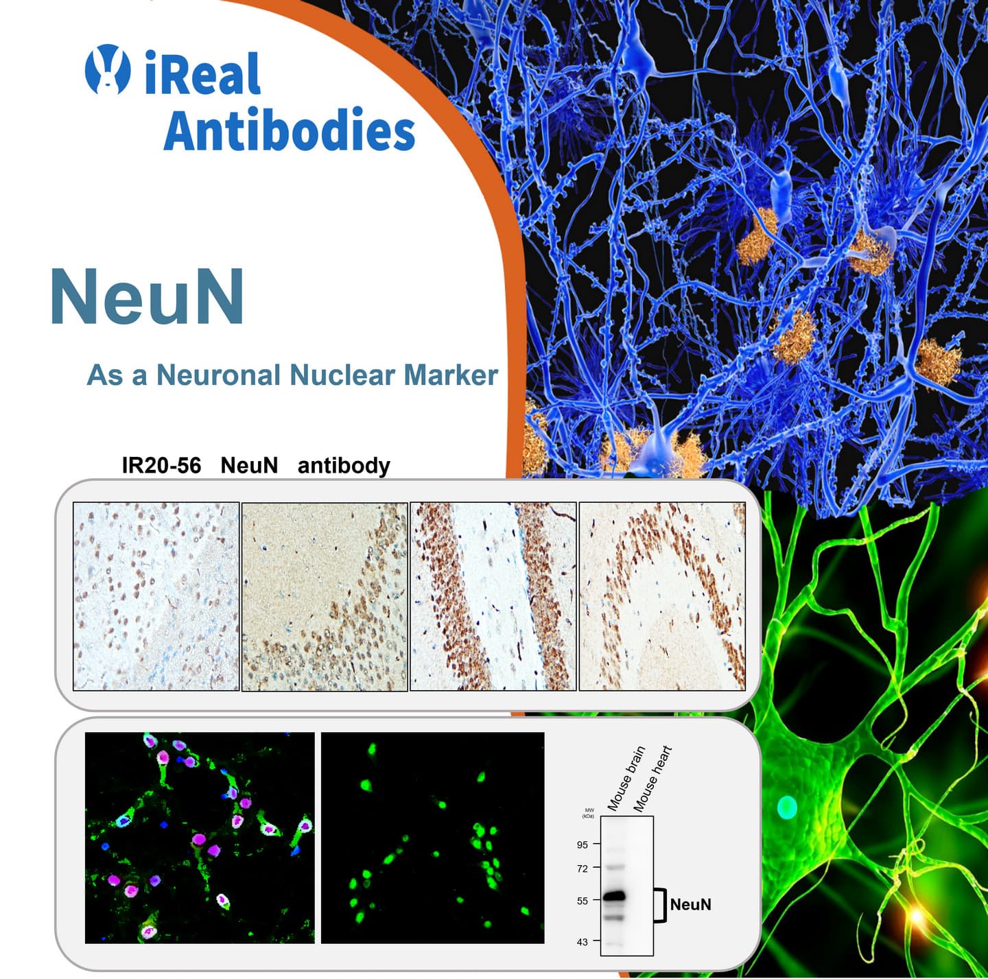 NeuN (neuronal nuclei) antibodies