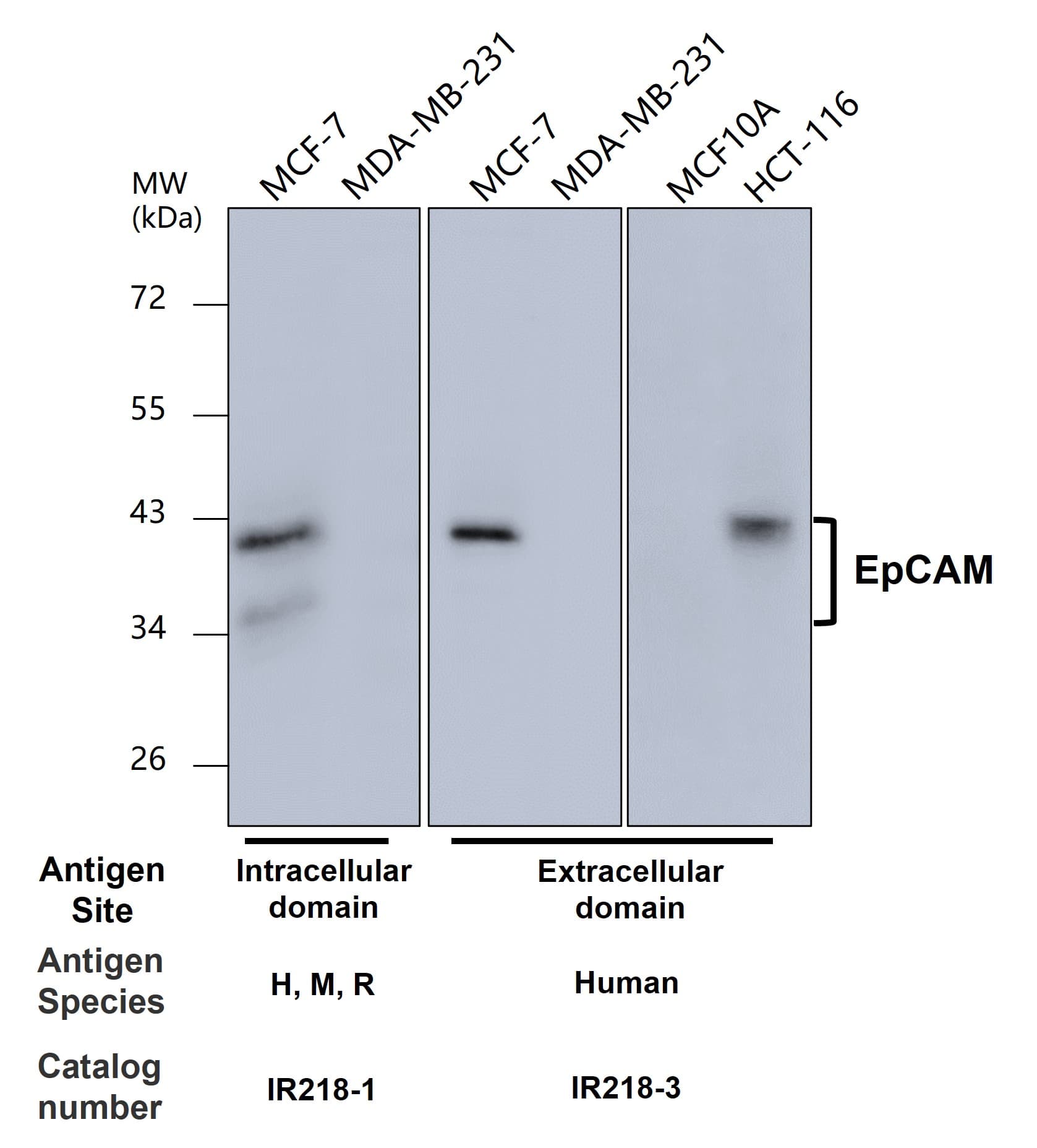 IR218-3 anti-EpCAM antibody WB image