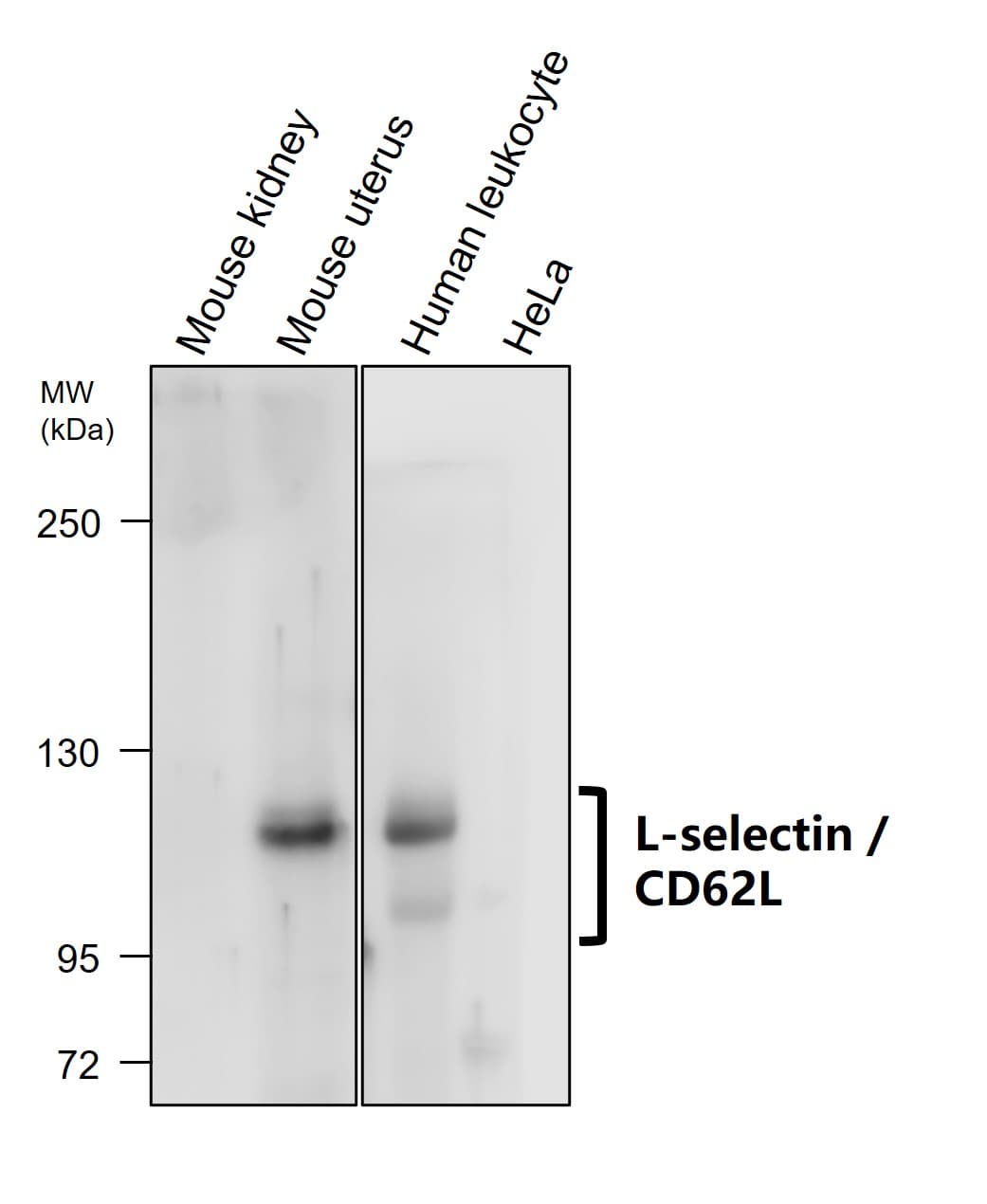 IR306-909 anti L-selectin / CD62L antibody WB image