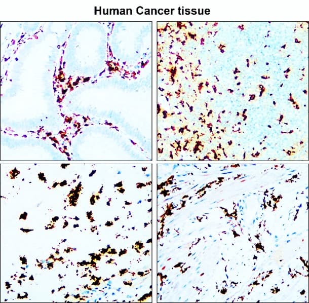 IR13-36 anti-Iba1/AIF1 antibody IHC image