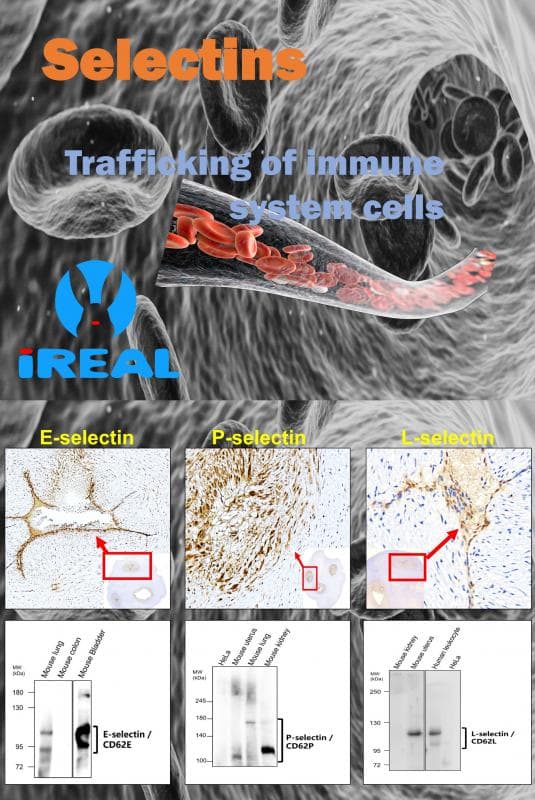 Selectins : Trafficking of immune system cells  ( IR306-909 L-selectin IR307-912 P-selectin IR308-917 E-selectin )