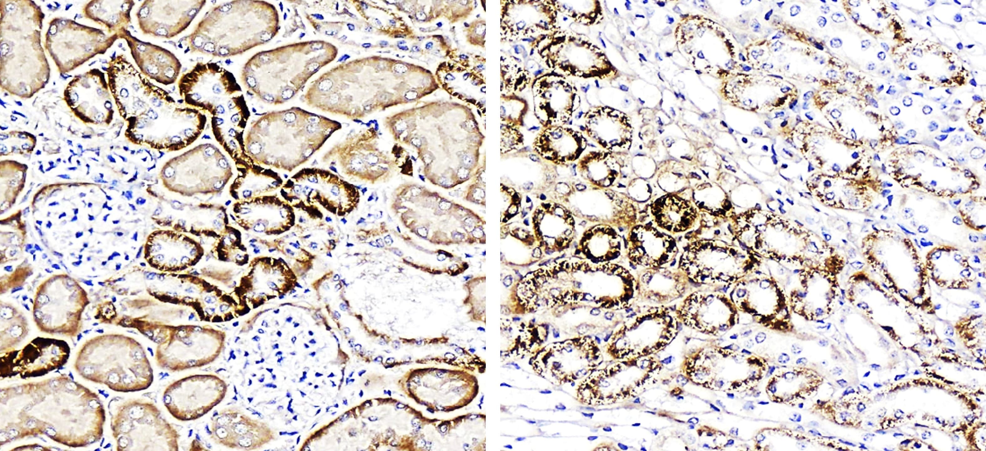 IRCP011 anti FNDC5 / irisin antibody IHC image