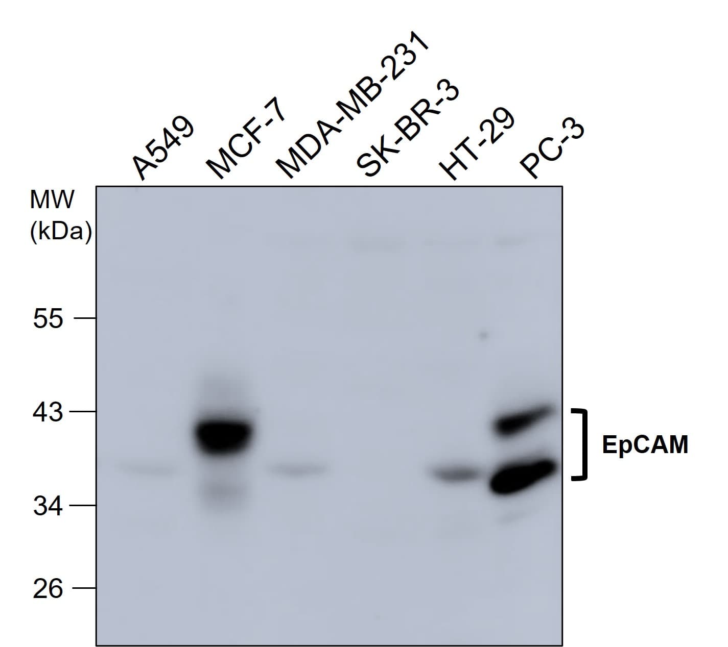 IR218-3 anti-EpCAM antibody WB image