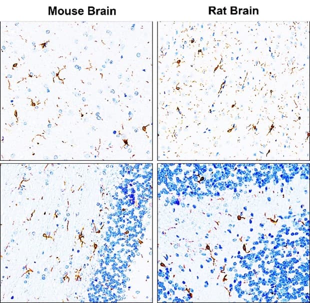 IR13-36 anti-Iba1/AIF1 antibody IHC image