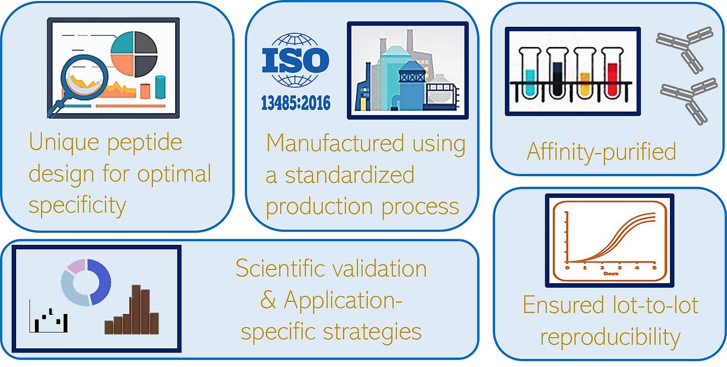 iReal Biotechnology offer highly validated antibodies to your scientific research