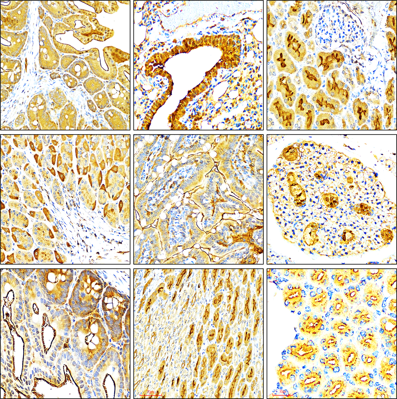 VEGF antibody IR108-442