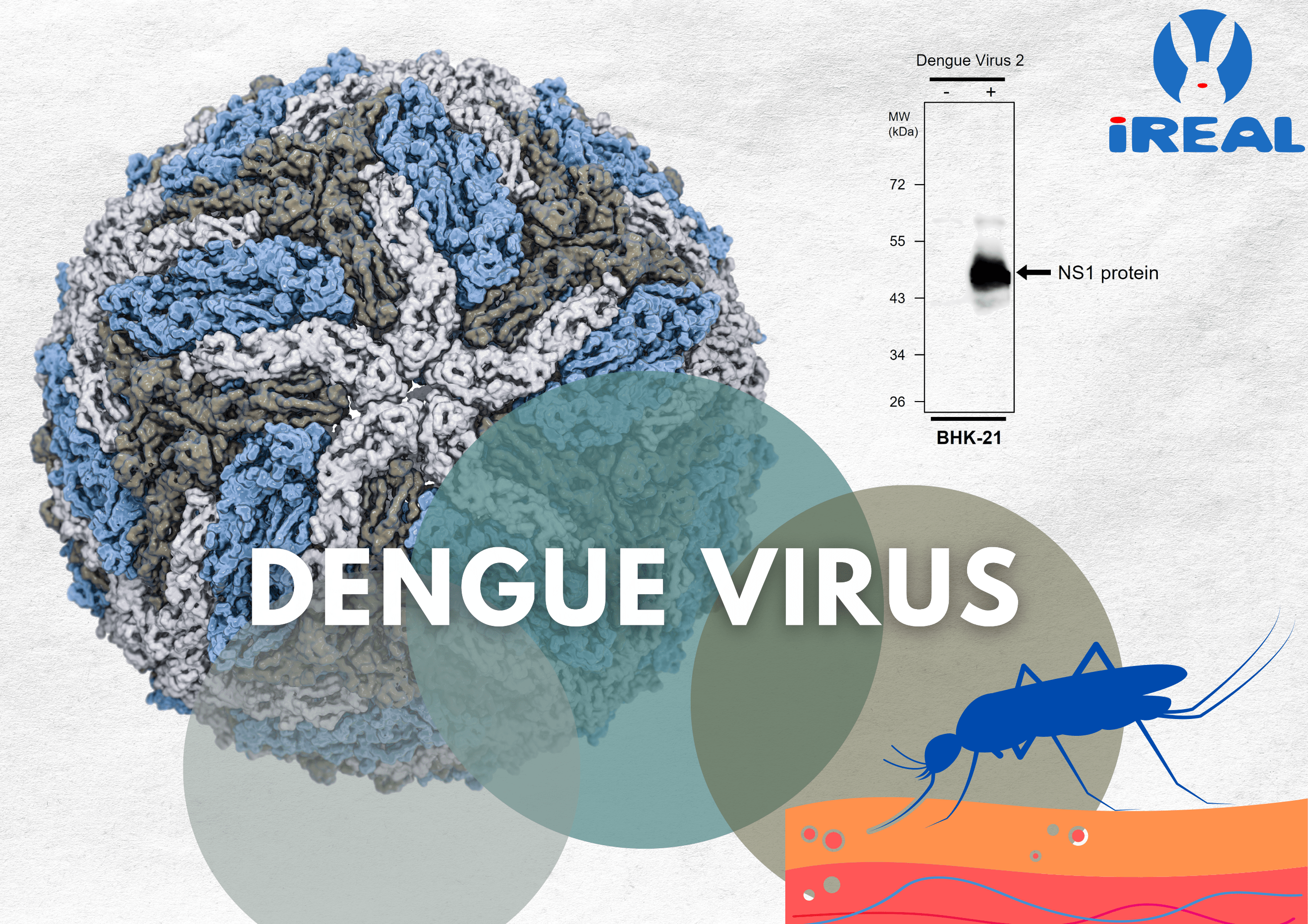 IRV005 Dengue virus NS1 Antibody WB