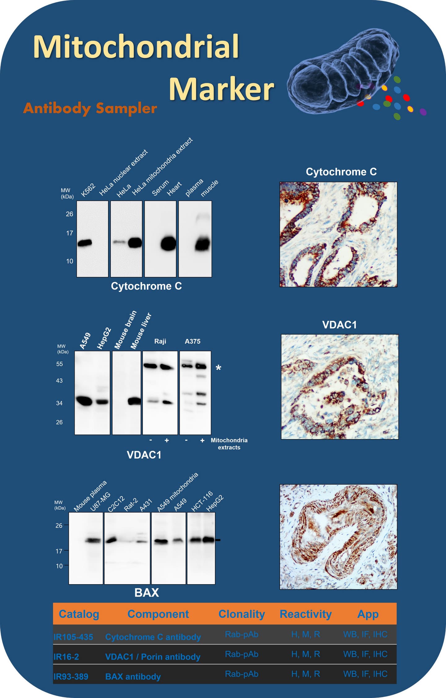 irealbio Mitochondrial Marker Antibodies