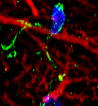 IR13-36 anti-Iba1/AIF1 antibody IHC-Fr image