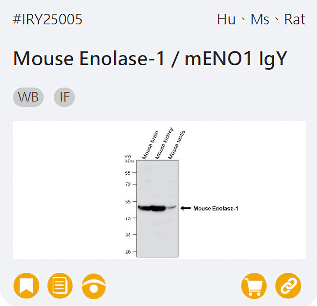 IRY25005 Mouse Enolase-1 / mENO1 IgY page link