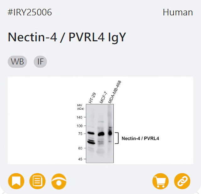 IRY25006 Nectin-4 / PVRL4 IgY page link