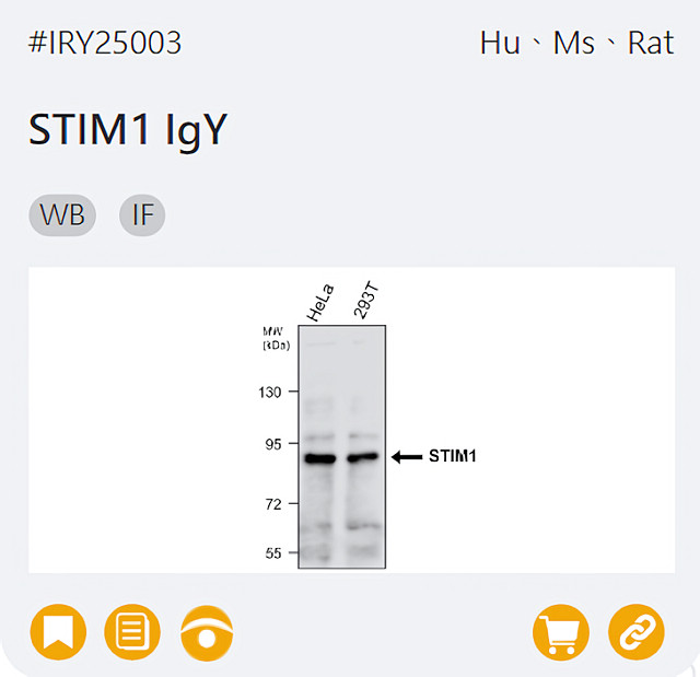 IRY25003 STIM1 IgY page link