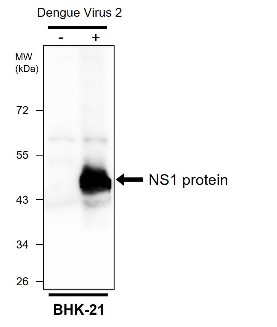 IRV005 anti Dengue virus NS1 protein antibody WB image