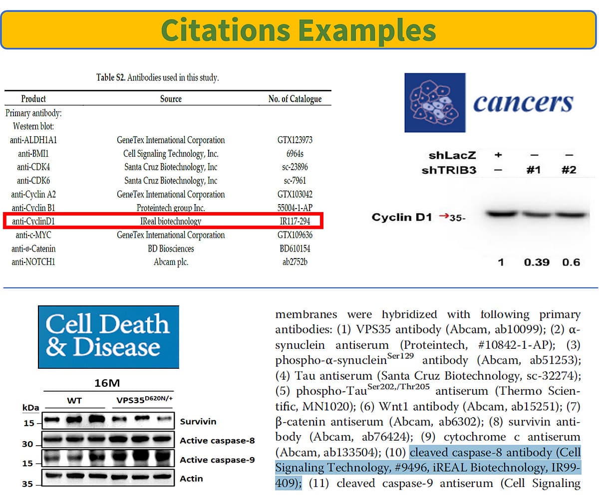 iRea Antibodies in Citations Examples