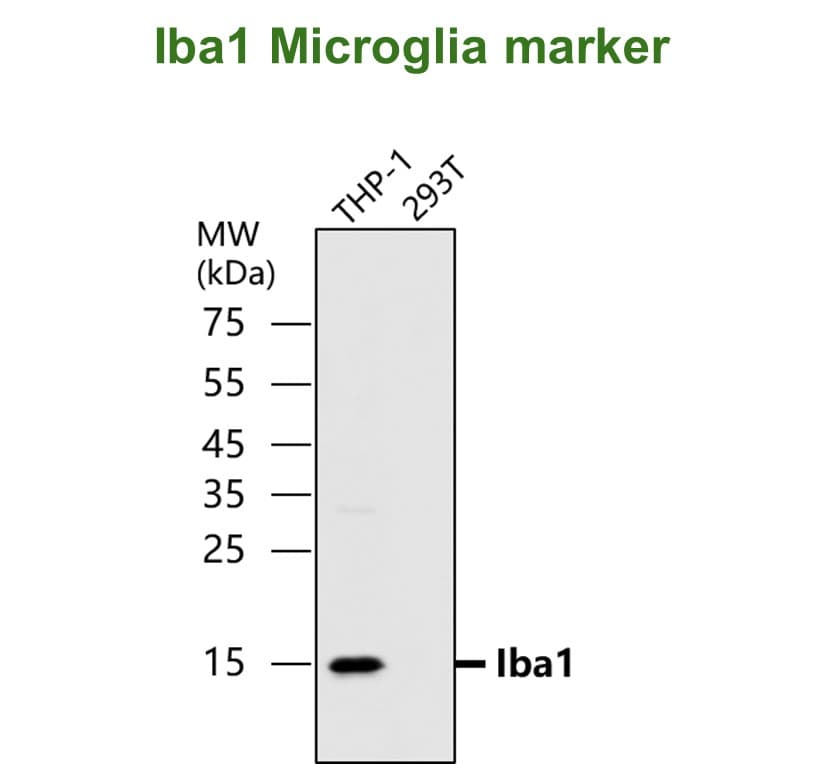 IR13-36 anti-Iba1/AIF1 antibody WB image