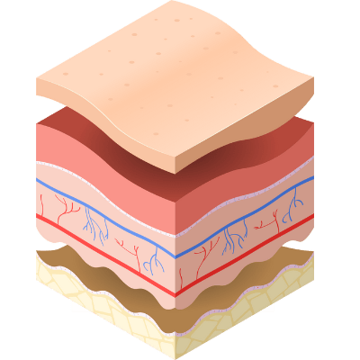 Endothelial Cells Endothelial Cells