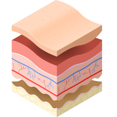 Endothelial Cells