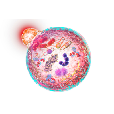 Autophagy Autophagy