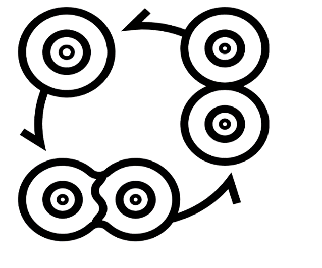 Cell Cycle Cell Cycle