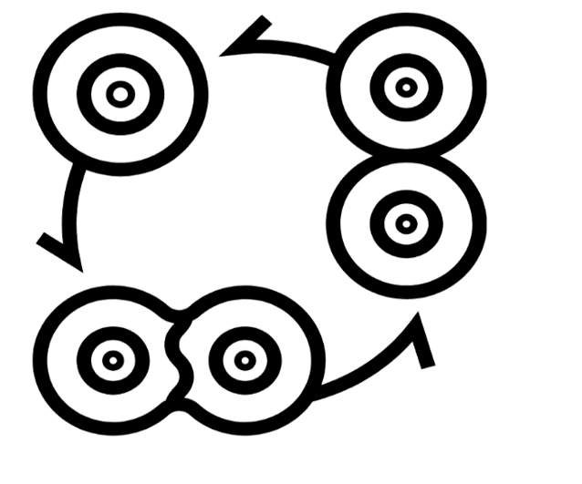 Cell Cycle