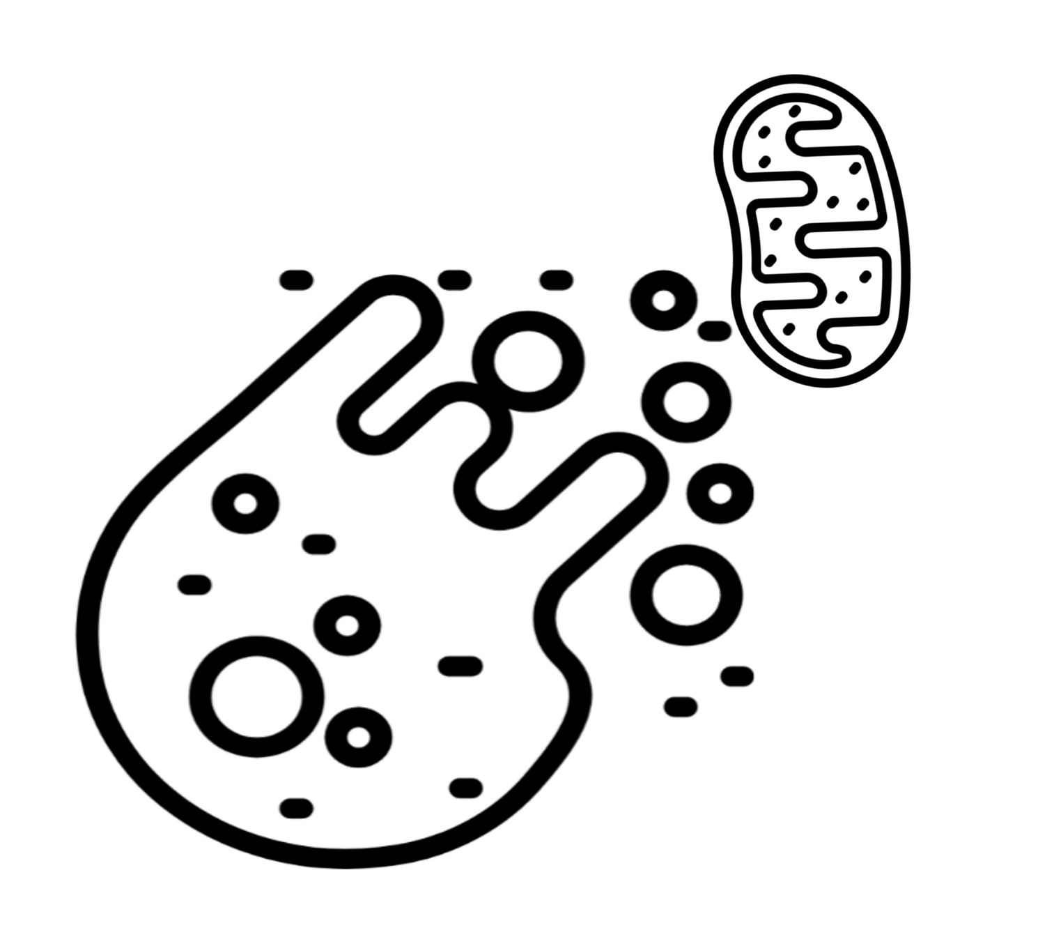 Apoptosis Apoptosis