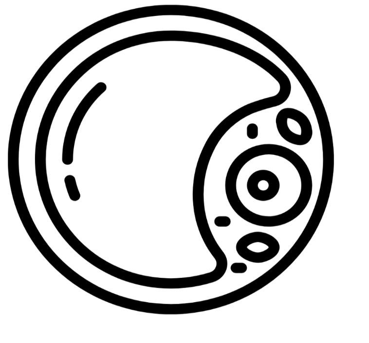 Adipogenesis Adipogenesis