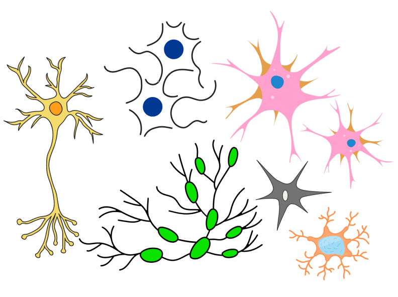 CNS Cell Markers CNS Cell Markers