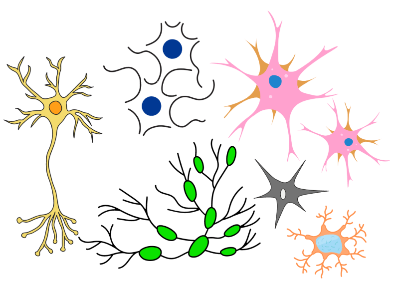 CNS Cell Markers