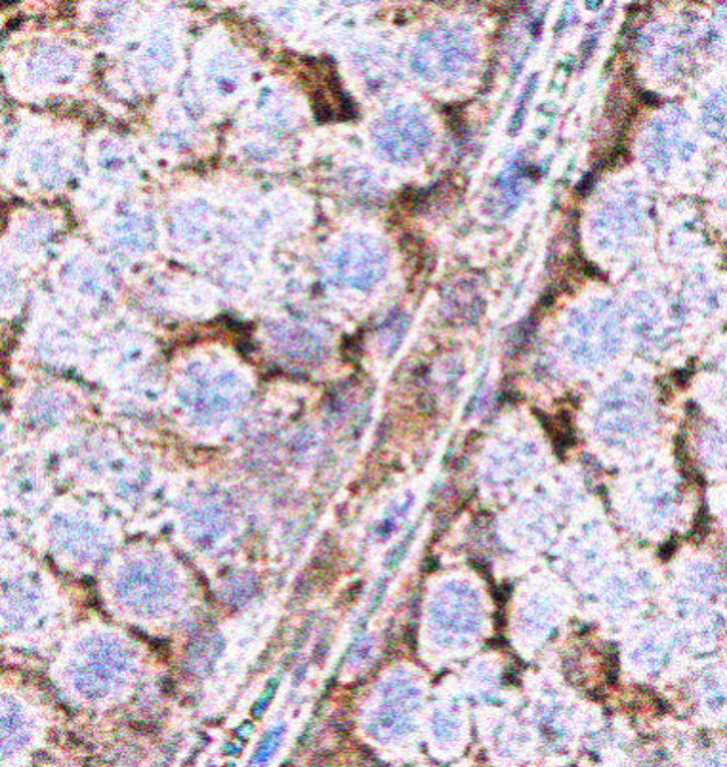 IR3-8 anti-GAPDH antibody IHC image